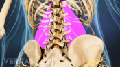 Posterior view of the bones in the lower back