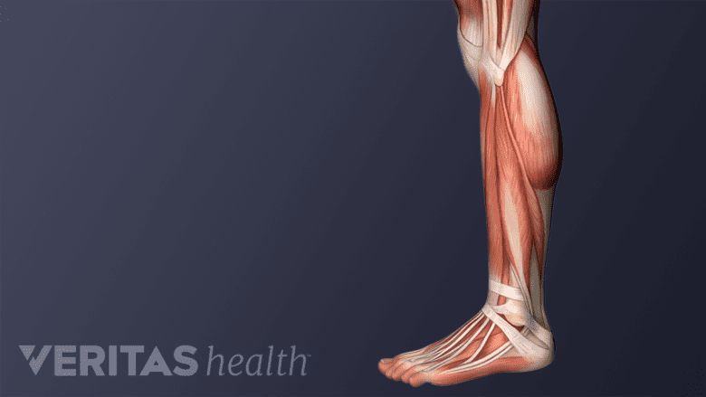 Músculos y ligamentos de la pierna y el pie.