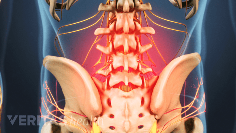An illustration an adult spine and pelvis with a highlight in red.