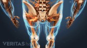 Posterior view of the lumbar spine and the legs.