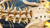 Posterior view of the lumbar spine and pelvis.