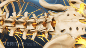 Posterior view of the lumbar spine and pelvis.