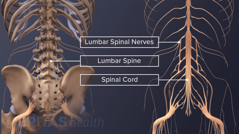 The spinal nerves and spinal cord in the lower back.