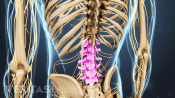 Posterior view of the back highlighting the lumbar spine