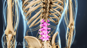 Posterior view of the lower back highlighting the lumbar spine.