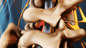 Posterior view of the spine with spinal cord