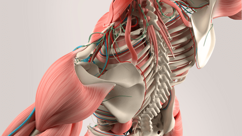 An illustration showing complex anatomical structure in the back.