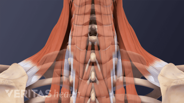 Illustration showing  muscles of the neck.