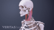 Profile view of Sternocleidomastoid Muscle flexing in the cervical spine.