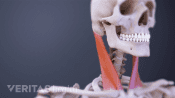 Medical illustration of the cervical spine muscles