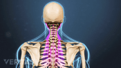 Medical illustration of the upper spine, back muscles are highlighted
