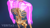 Medical illustration of a skeleton. The shoulders and arms are highlighted in red indicating pain, numbness or tingling.