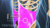 Medical illustration of oblique muscles