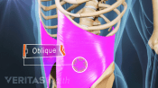 Medical illustration of oblique muscles