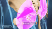 Gluteus maximus muscle in the buttocks