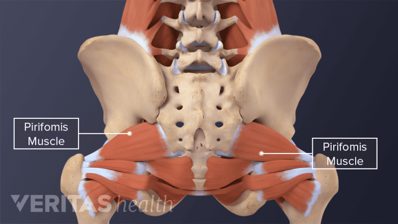 An adult pelvis showing tendons of muscles.