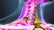 Anterior view of the incision spot for ACDF in the cervical spine.
