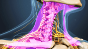 Anterior view of the cervical spine highlighting the muscles of the neck.