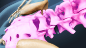 Posterior view of the lower back highlighting the lumbar spine.
