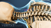 Posterior view of the the cervical spine.