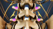 Posterior view of the lumbar spine highlighting blood vessels