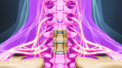 Medical illustration of the cervical spine