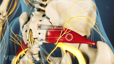 Anatomy of the piriformis muscle and the symptoms of piriforms syndrome.