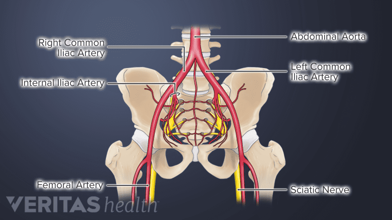 An illustration showing blood supply in the pelvic region.