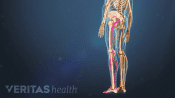 Medical illustration of a skeleton. The sciatic nerve is highlighted in red