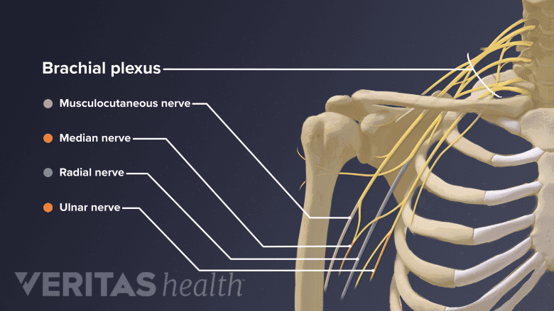 An illustration showing nerves of the arm.