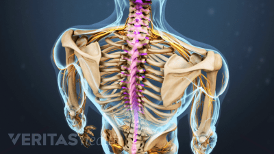 Upper back highlighting the spine