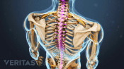 Upper back highlighting the spine