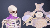 Anterior view of the cervical muscles and a superior view of a vertebra.