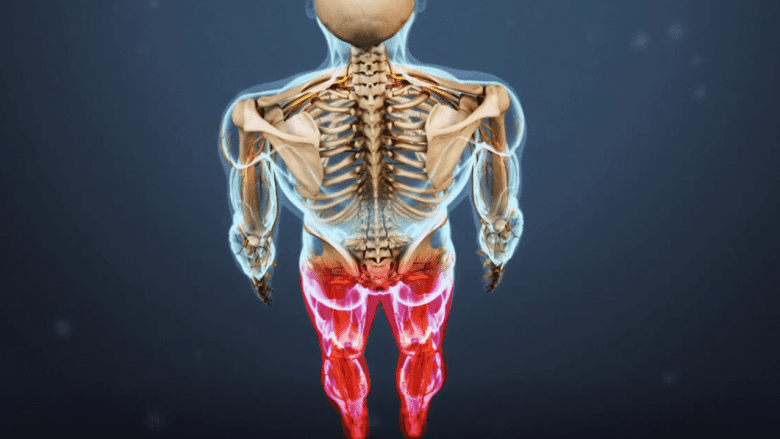 Illustration showing a skeleton with both the lower limbs highlighted in red.