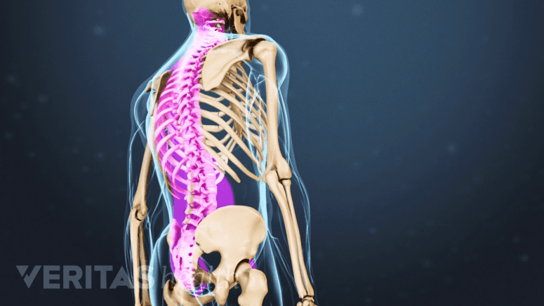 Posterior view of the upper body highlighting the spine