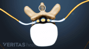 Cross section view of the T-10 vertebrae