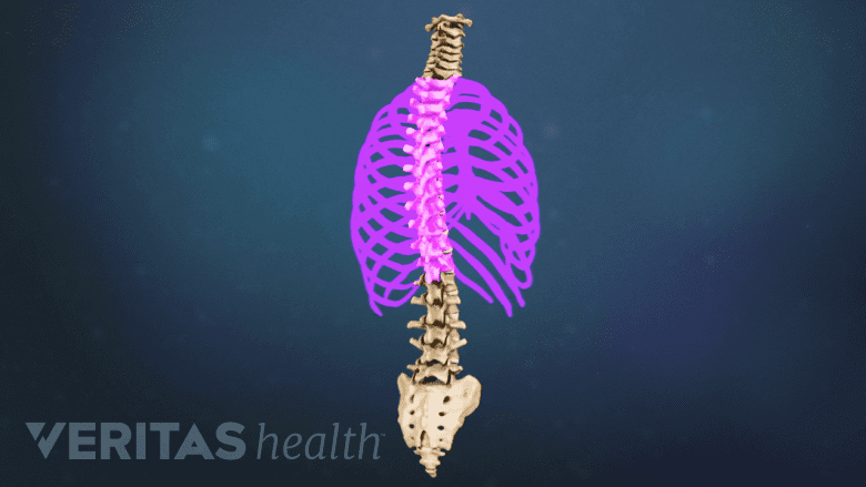 Posterior view of the spine highlighting the thoracic region.
