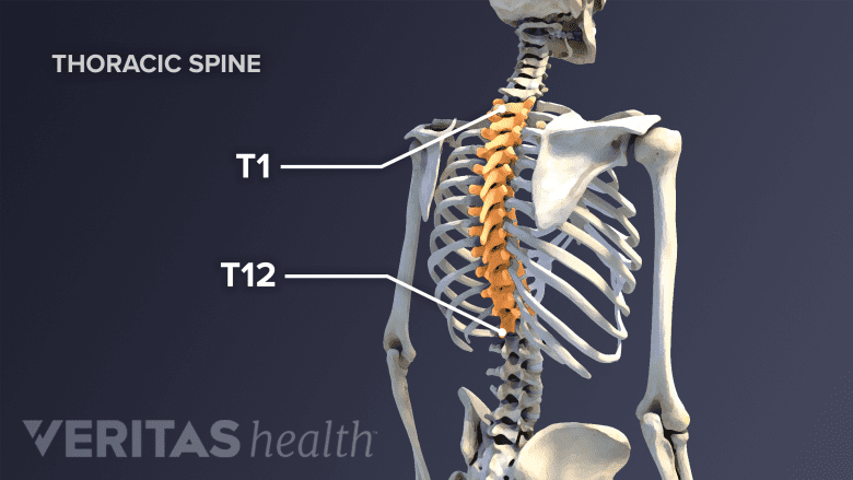 An adult spine with the thoracic vertebrae highlighted in yellow.