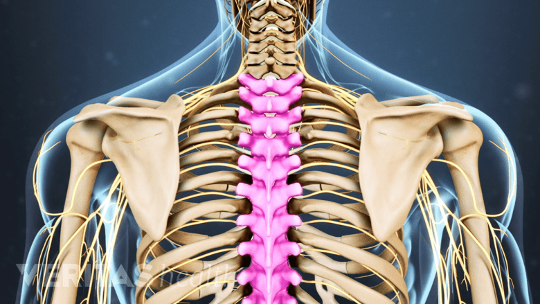 Posterior view of the upper back highlighting the thoracic vertebrae