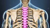 Posterior view of the upper back highlighting the thoracic vertebrae