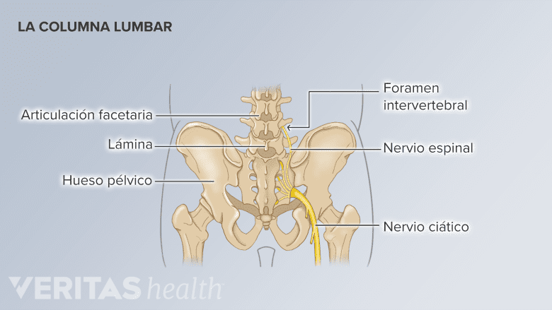 Los componentes de la columna lumbar y la pelvis.