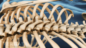 Posterior view of the spine.