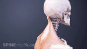 Back and neck muscles